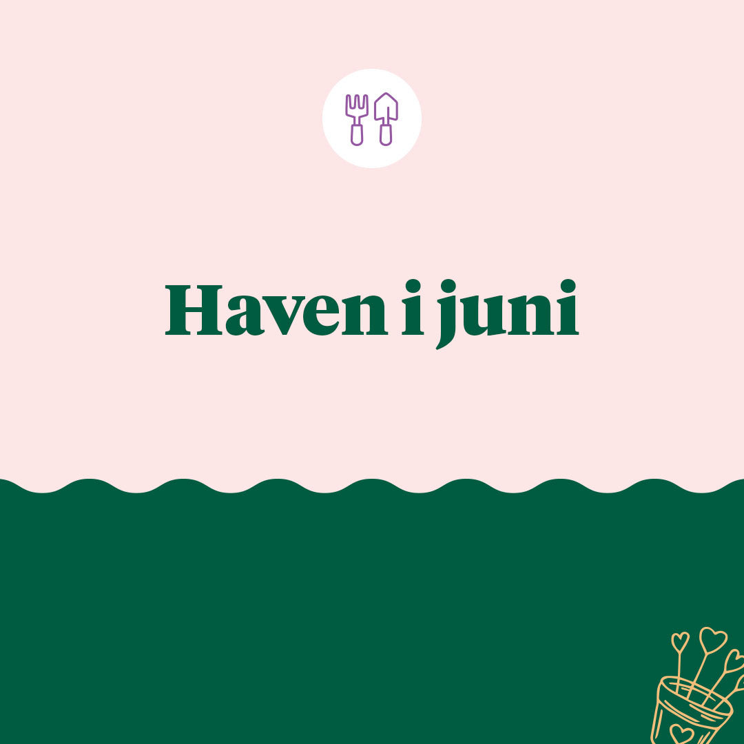 Haven i juni - Det kan du i haven i juni